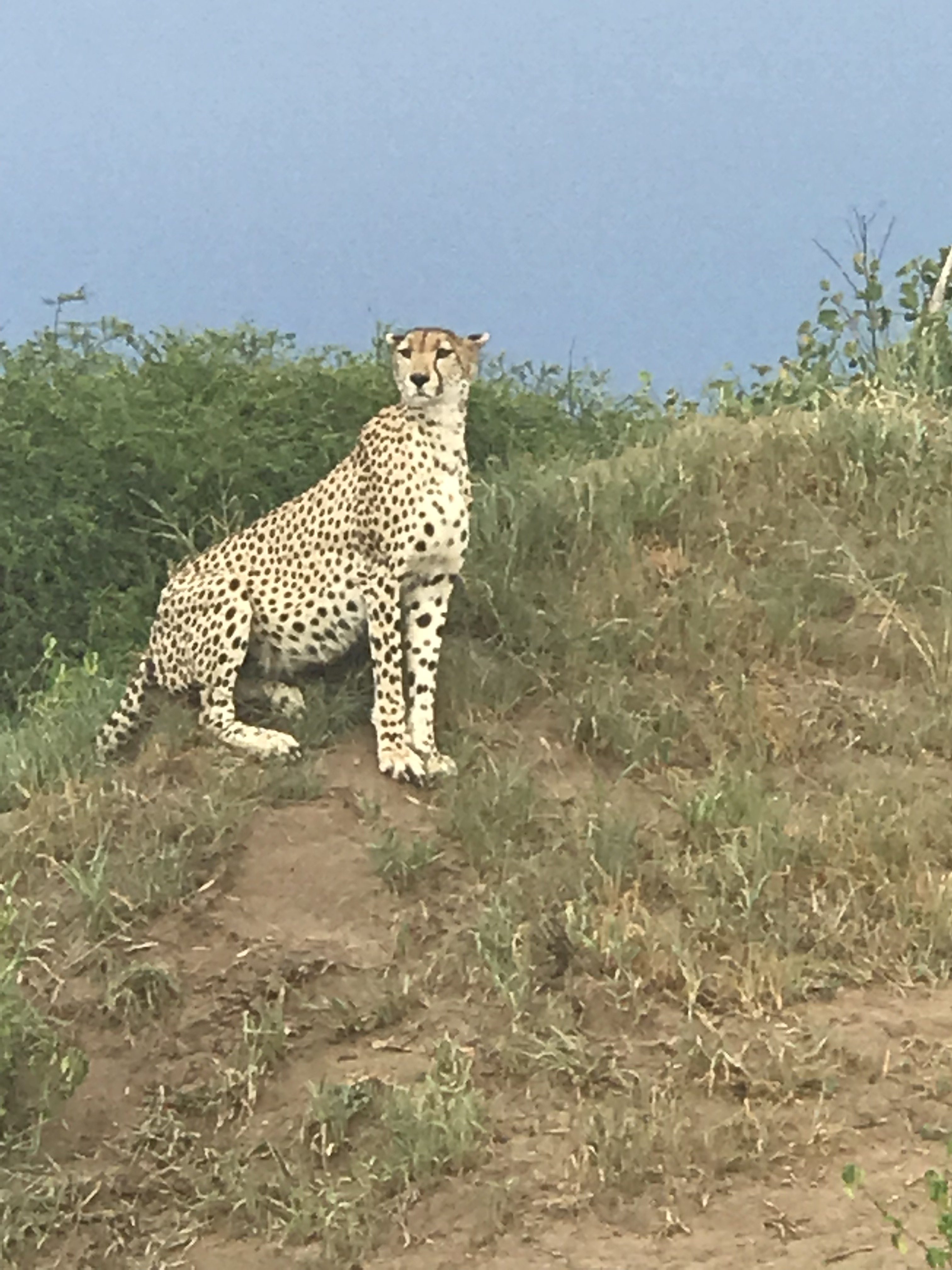 Cheetah surveying the savannah in Tarangire