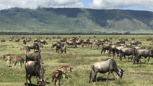 Animals grazing in Ngorogoro Crater, Tanzania